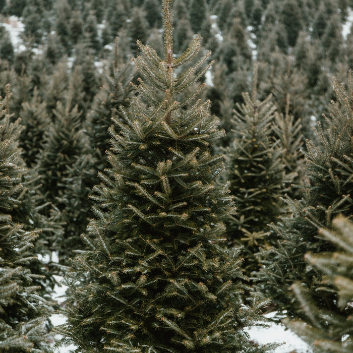 Twistmas Twees!!!